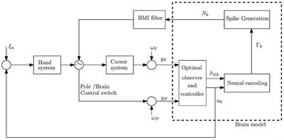 Shifts in Estimated Preferred Directions During Simulated BMI Experiments With No Adaptation